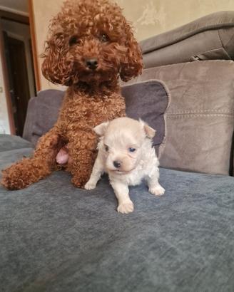 Maltipoo mini toy maschio