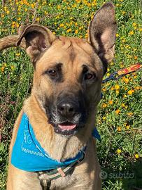 Zayed socievole e compatibile con cani e gatti