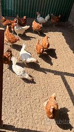 Vend 9 galline e 1 gallo e 3 galline che fanno pu