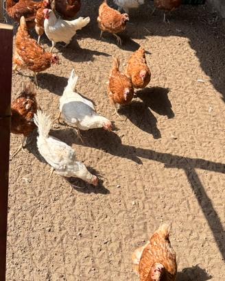 Vend 9 galline e 1 gallo e 3 galline che fanno pu