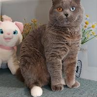 Scottish Fold Mohito