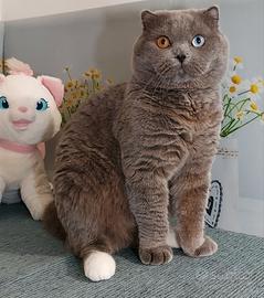 Scottish Fold Mohito