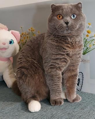 Scottish Fold Mohito