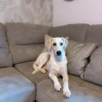 Cane labrador/setter 8 mesi
