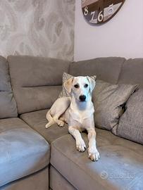 Cane labrador/setter 8 mesi