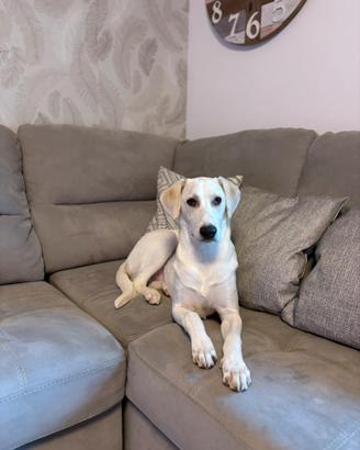 Cane labrador/setter 8 mesi