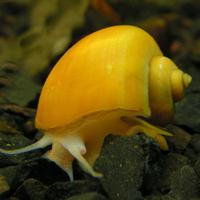 Blocchetti per acquario