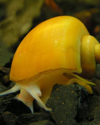 Blocchetti per acquario