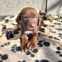 Cuccioli di bracco pointer