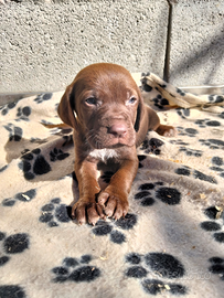 Cuccioli di bracco pointer