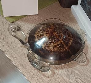 tartaruga vetro