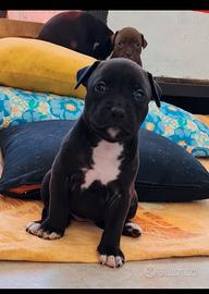 Splendido cucciolo di American Pitbull