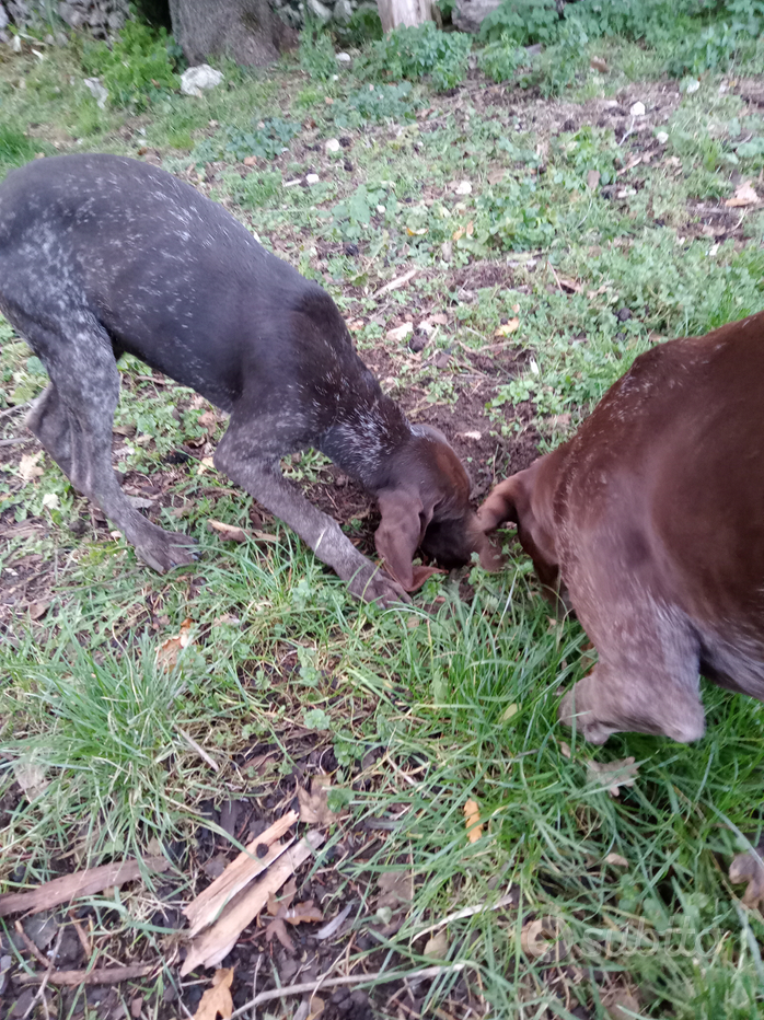 Tartufo per addestramento cani - Animali In vendita a Asti