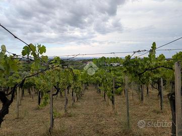 TER. AGRICOLO A FRASCATI