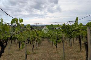 TER. AGRICOLO A FRASCATI