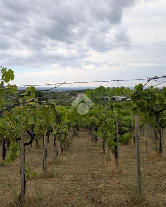TER. AGRICOLO A FRASCATI