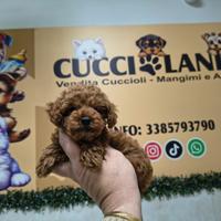 Barboncino toy red 2M 2F ANCHE A RATE