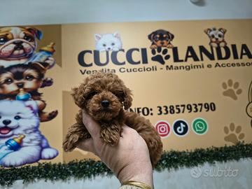 Barboncino toy red 2M 2F ANCHE A RATE