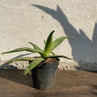 pianta grassa