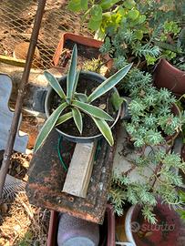 Agave variegata