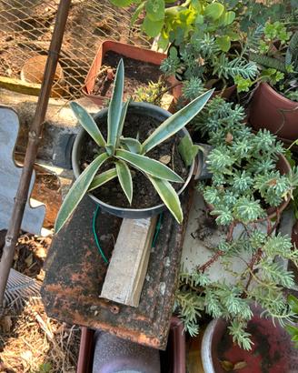Agave variegata