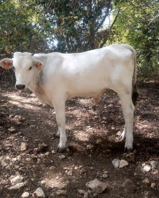 Vitello chianino