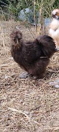 Gallo cioccolato