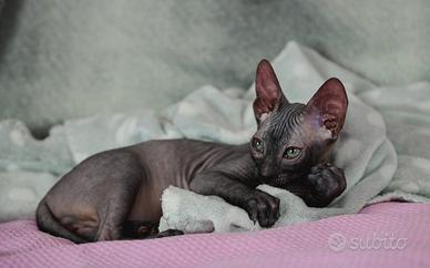 Cucciolo sphynx