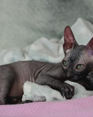 Cucciolo sphynx