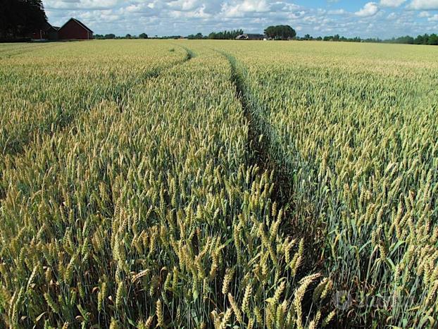 LOTTO DI TERRENO AGRICOLO DI 5000, MQ