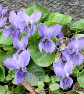 Piantine di Viole