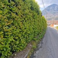 Viburno Lucido per la tua siepe 