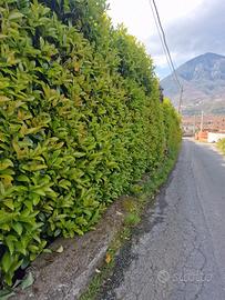 Viburno Lucido per la tua siepe 