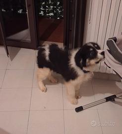 Cucciolo Asia centrale