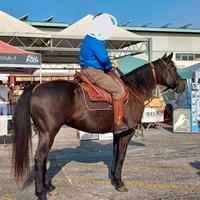 Cavalla