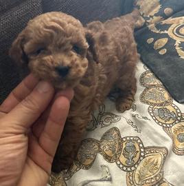 Maschio barboncino rosso toy