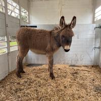 Puledro asino taglia grande