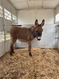 Puledro asino taglia grande