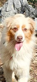 Pastore Australiano Red merle
