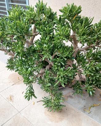 pianta di Giada
