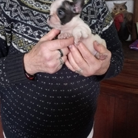 Bouledogue francese cucciolo