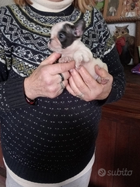 Bouledogue francese cucciolo