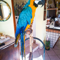 Ara ararauna allevato a mano