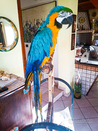 Ara ararauna allevato a mano