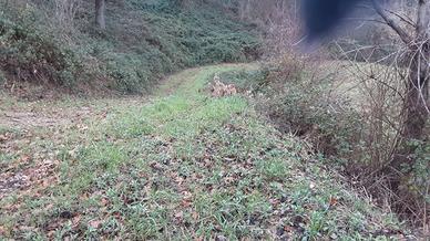 Terreno seminativo di hettari 20250