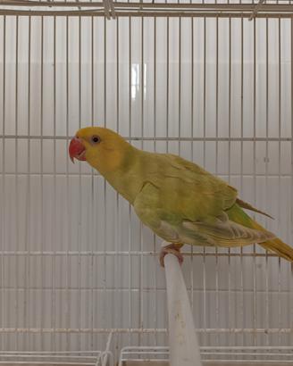Parrocchetto dal Collare Giallo femmina