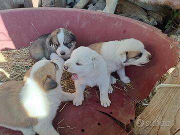 Cuccioli meticci