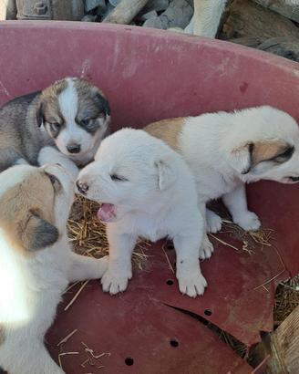 Cuccioli meticci