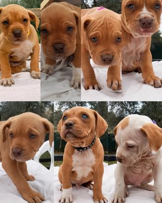 Cuccioli Pitbull Red nose