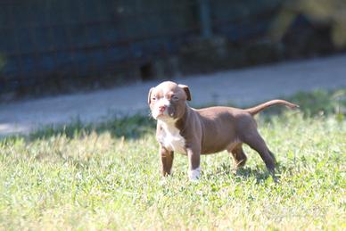 American bully Pocket